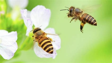 屋企有蜜蜂|3种方法来清除蜜蜂